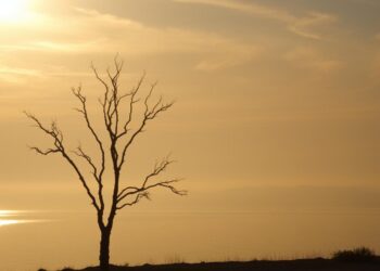 why morning light feels like hope